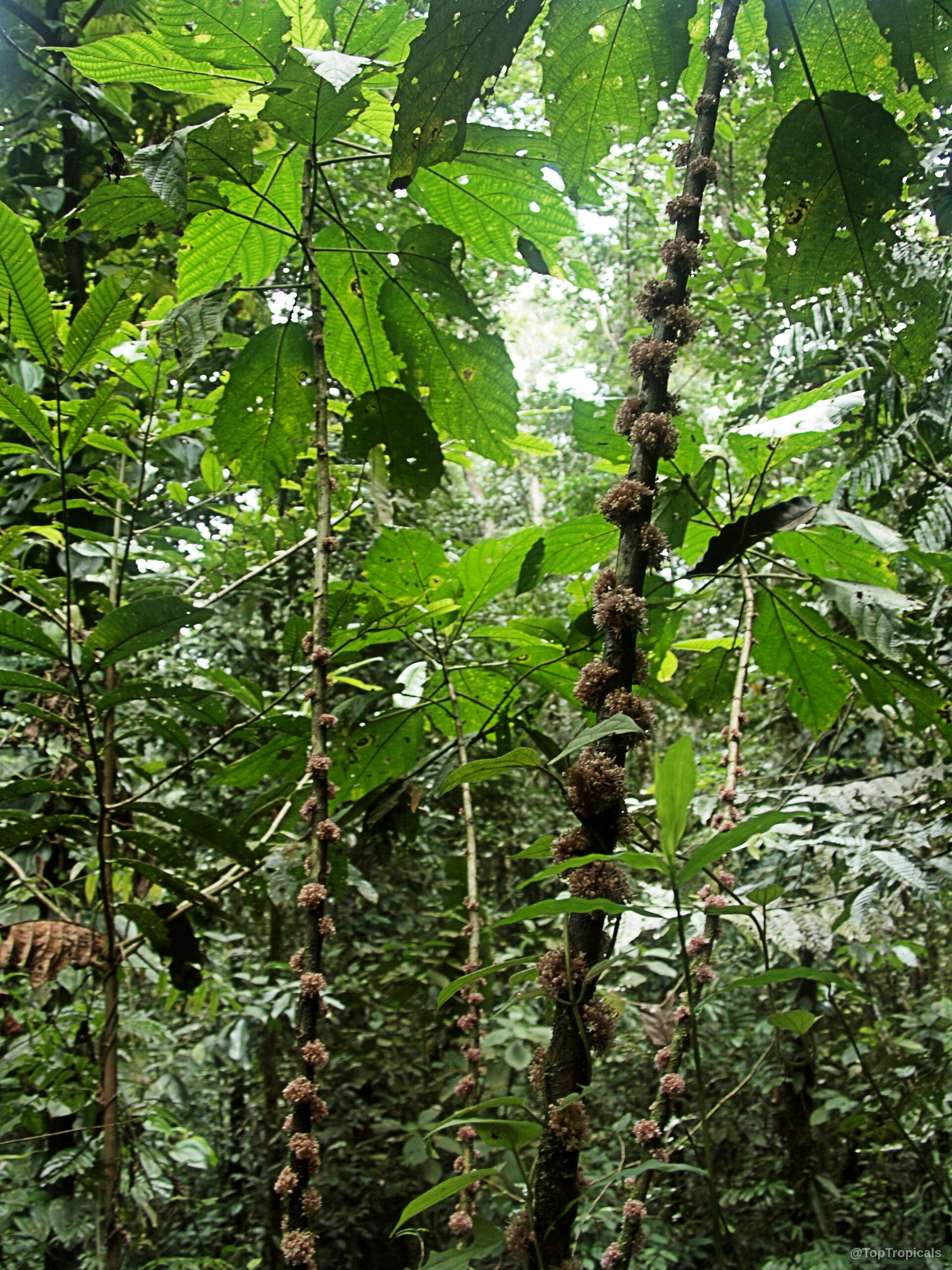 Urera baccifera (Ortiga Brava) with clusters of pink fruit along tall slender woody vertical stems. Urera baccifera (Ortiga Brava) with grey stems and pink fruit growing on thin woody branches.