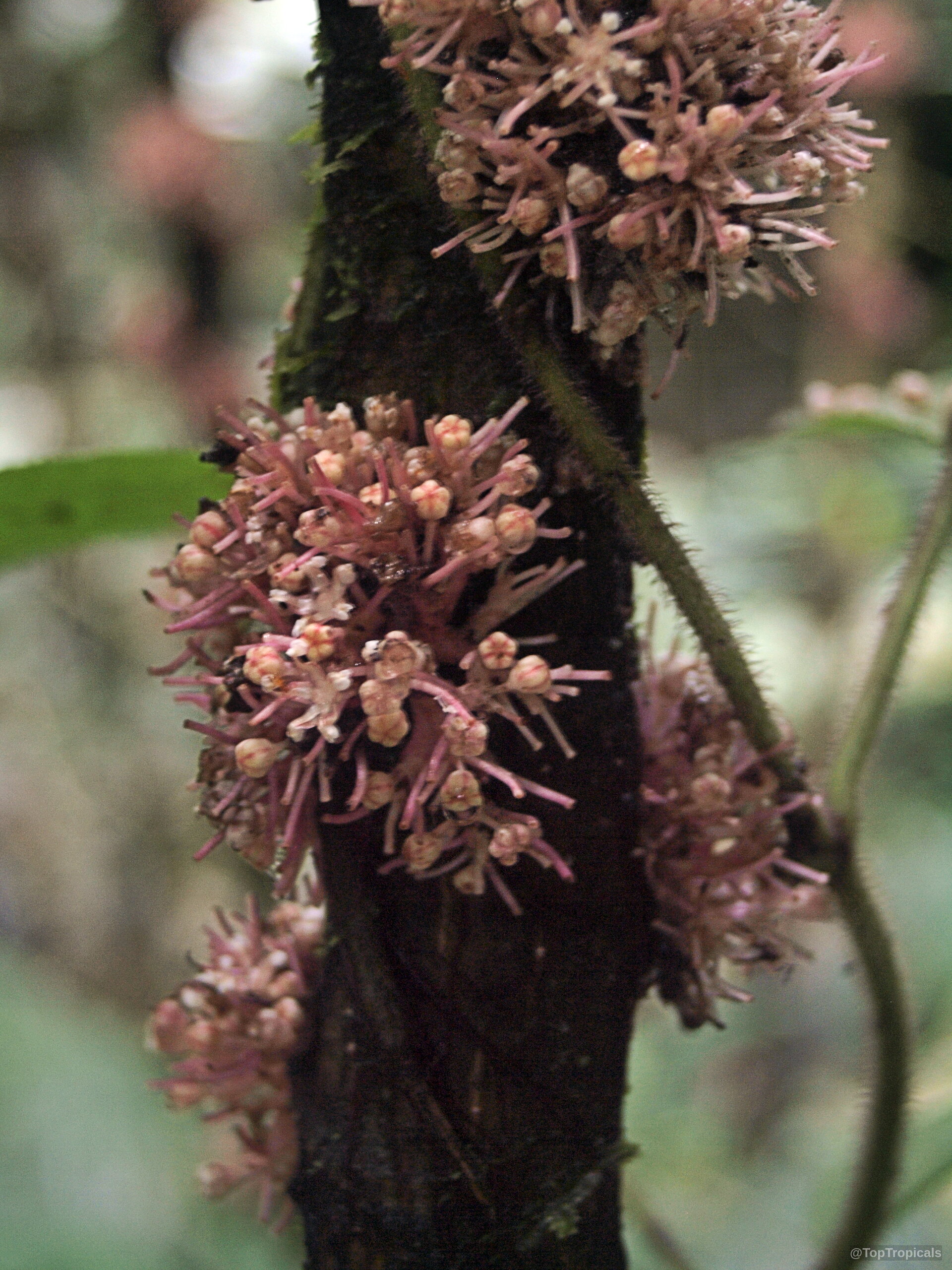 Urera baccifera (Ortiga Brava) pink flower clusters sprouting directly from a dark textured woody stem Urera baccifera (Ortiga Brava) pink flower close up on a dark brown woody plant stem