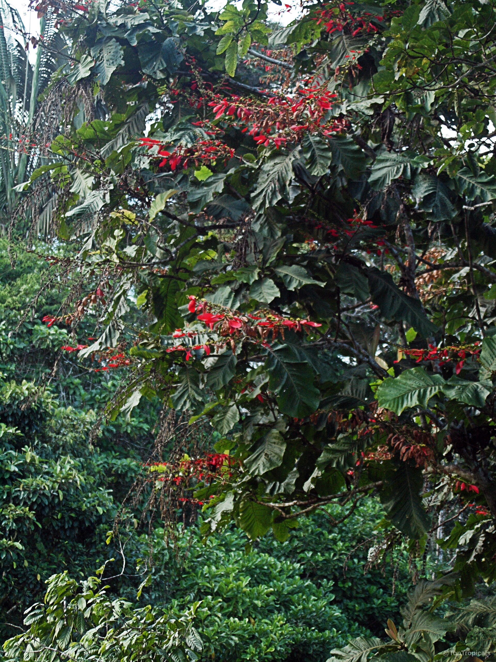Warszewiczia coccinea (Wild Poinsettia) with hanging red flower clusters and large green foliage visible. Warszewiczia coccinea (Wild Poinsettia) with long red flower spikes on a lush green tree.