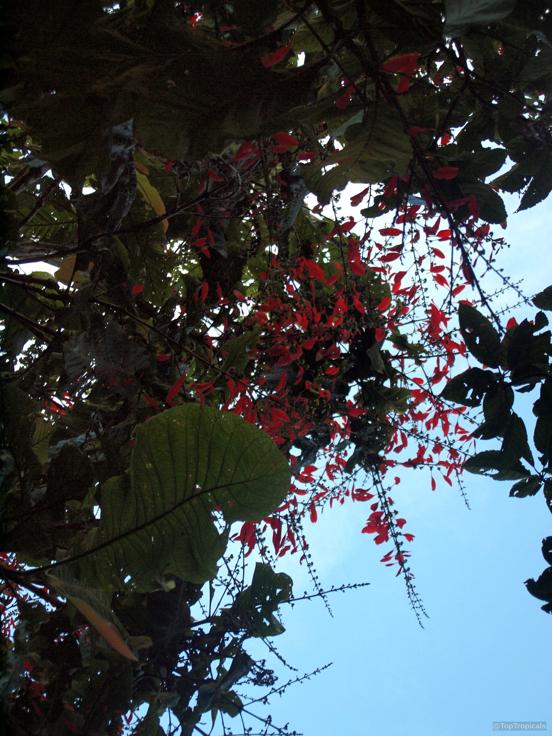 Warszewiczia coccinea (Wild Poinsettia) with long spikes of scarlet red flowers amidst broad green foliage Warszewiczia coccinea (Wild Poinsettia) plant with vibrant red flower clusters and large green leaves overhead