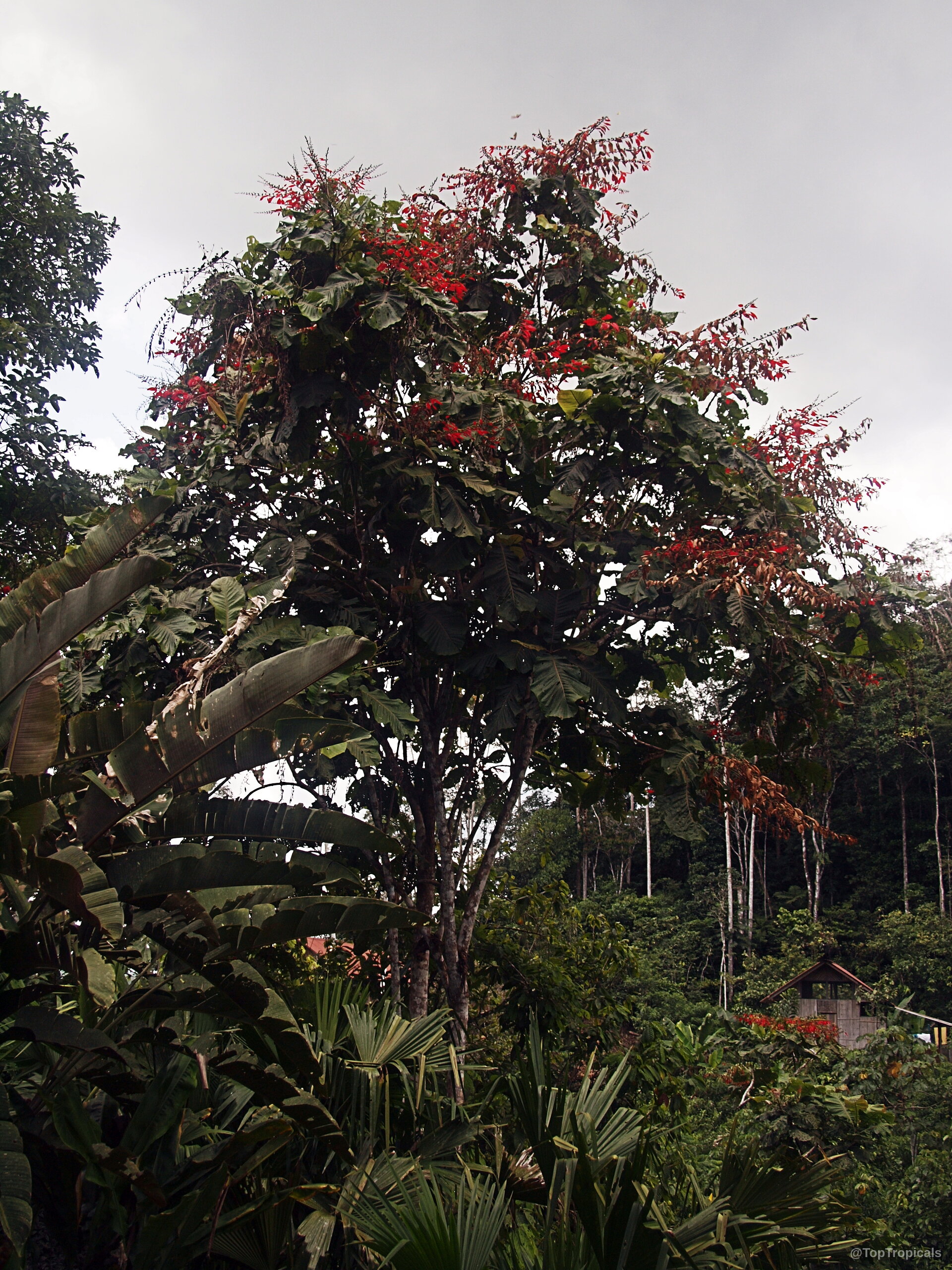Warszewiczia coccinea (Wild Poinsettia) tree filled with small orange flowers atop lush foliage. Warszewiczia coccinea (Wild Poinsettia) tree with orange flowers among thick dark green leaves