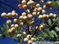 Deinbollia oblongifolia, Dune Soapberry

Click to see full-size image