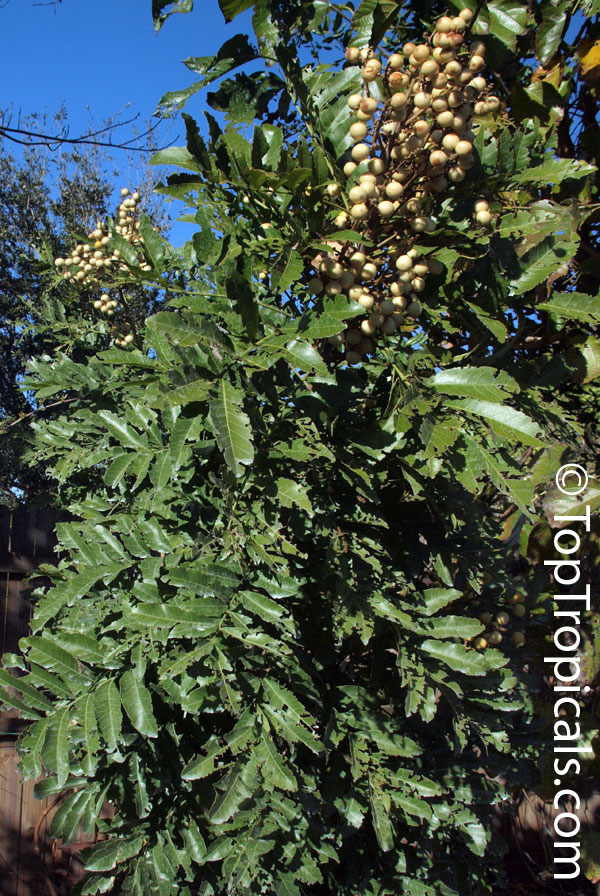 Deinbollia oblongifolia, Dune Soapberry