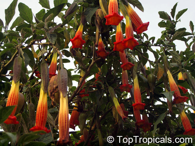 Brugmansia sanguinea, Datura sanguinea, Red Angels Trumpet, Red Datura, Eagle Tree