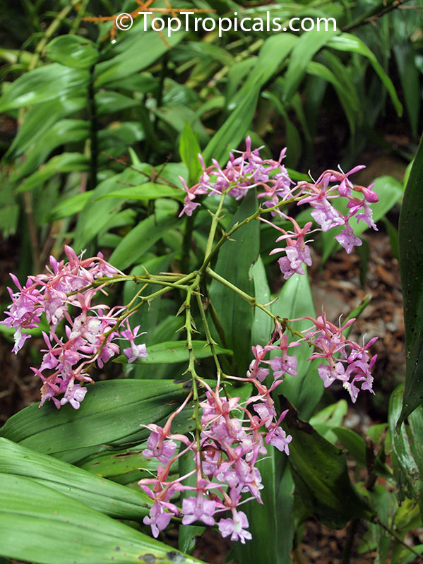 Epidendrum sp., Reed Orchid, Epidendrum Orchid, Clustered Flowers Orchid. Epidendrum porphyreum