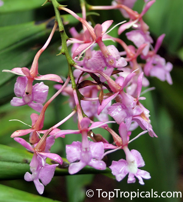 Epidendrum sp., Reed Orchid, Epidendrum Orchid, Clustered Flowers Orchid. Epidendrum porphyreum