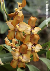 Cyrtochilum sp. , Cyrtochilum

Click to see full-size image