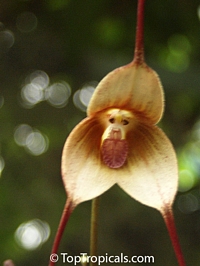 Dracula simia , Monkey Orchid

Click to see full-size image