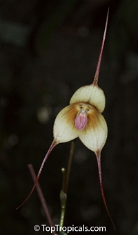 Dracula simia , Monkey Orchid

Click to see full-size image