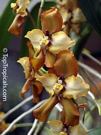 Cyrtochilum sp. , Cyrtochilum

Click to see full-size image