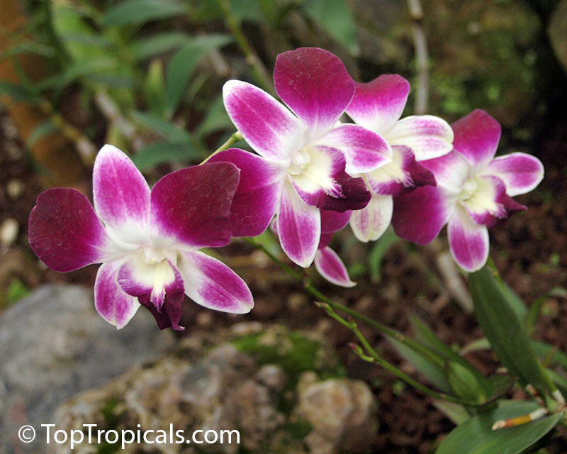 Dendrobium phalaenopsis, Dendrobium