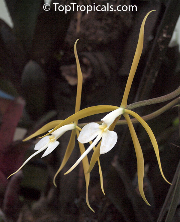 Epidendrum sp., Reed Orchid, Epidendrum Orchid, Clustered Flowers Orchid. Epidendrum nocturnum