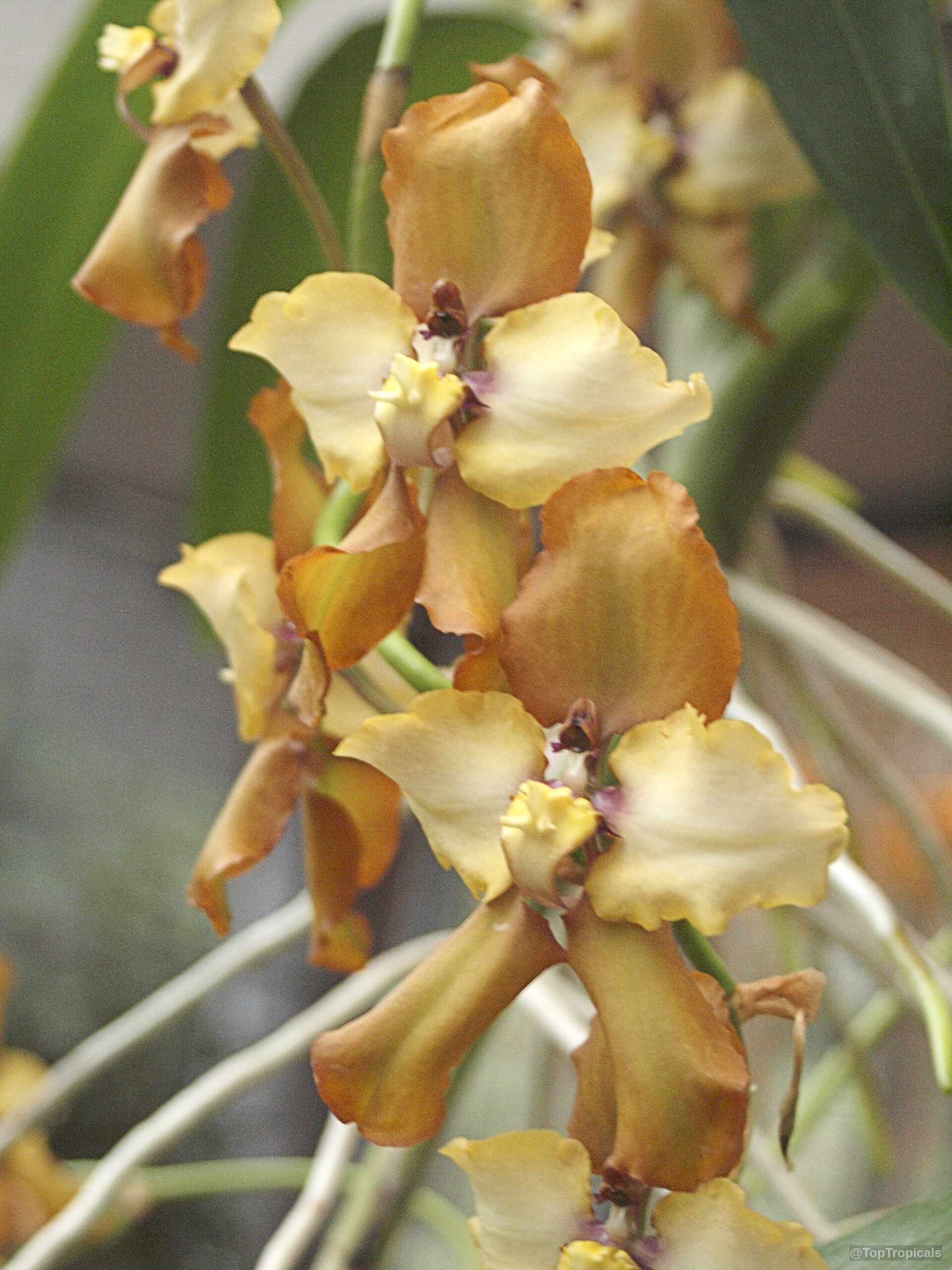 Cyrtochilum sp. (Cyrtochilum) flower spike with multiple orange yellow petals and ruffled wavy edges Cyrtochilum sp. (Cyrtochilum) orange yellow flower close up capturing the unique wavy petal edges