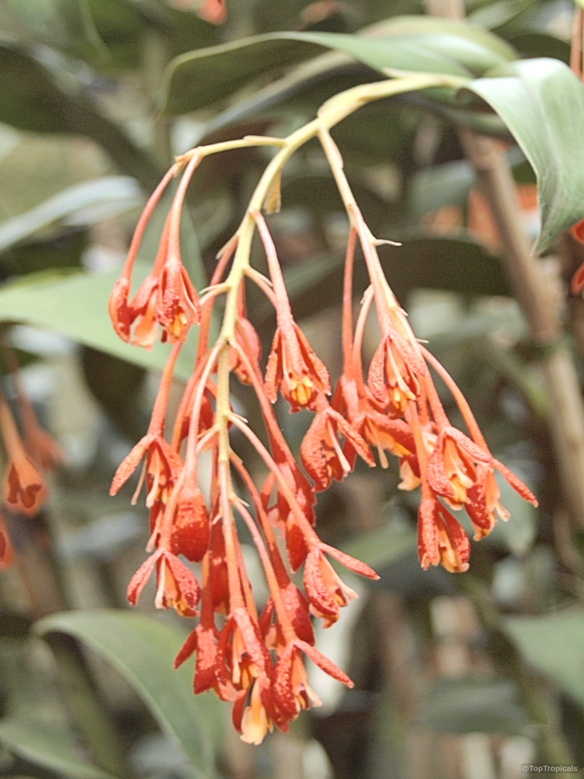 Epidendrum sp. (Reed Orchid) with clusters of orange flowers hanging down from a thin stem. Epidendrum sp. (Reed Orchid) with orange flower clusters in a close up image.