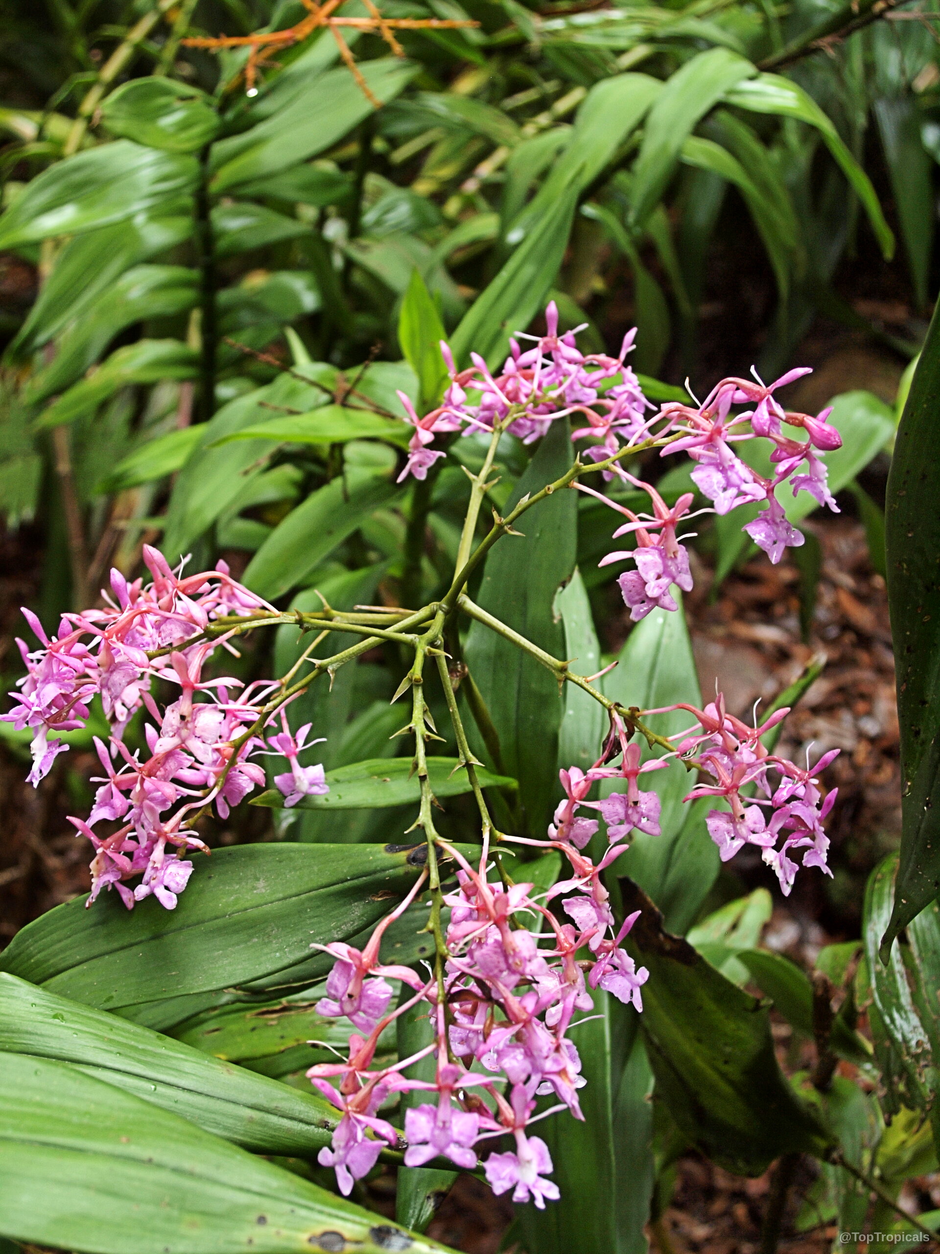 Epidendrum sp. (Reed Orchid) clusters of purple flowers emerging from thin green cane-like stalks. Epidendrum sp. (Reed Orchid) with purple flower clusters among narrow green leaves close up.