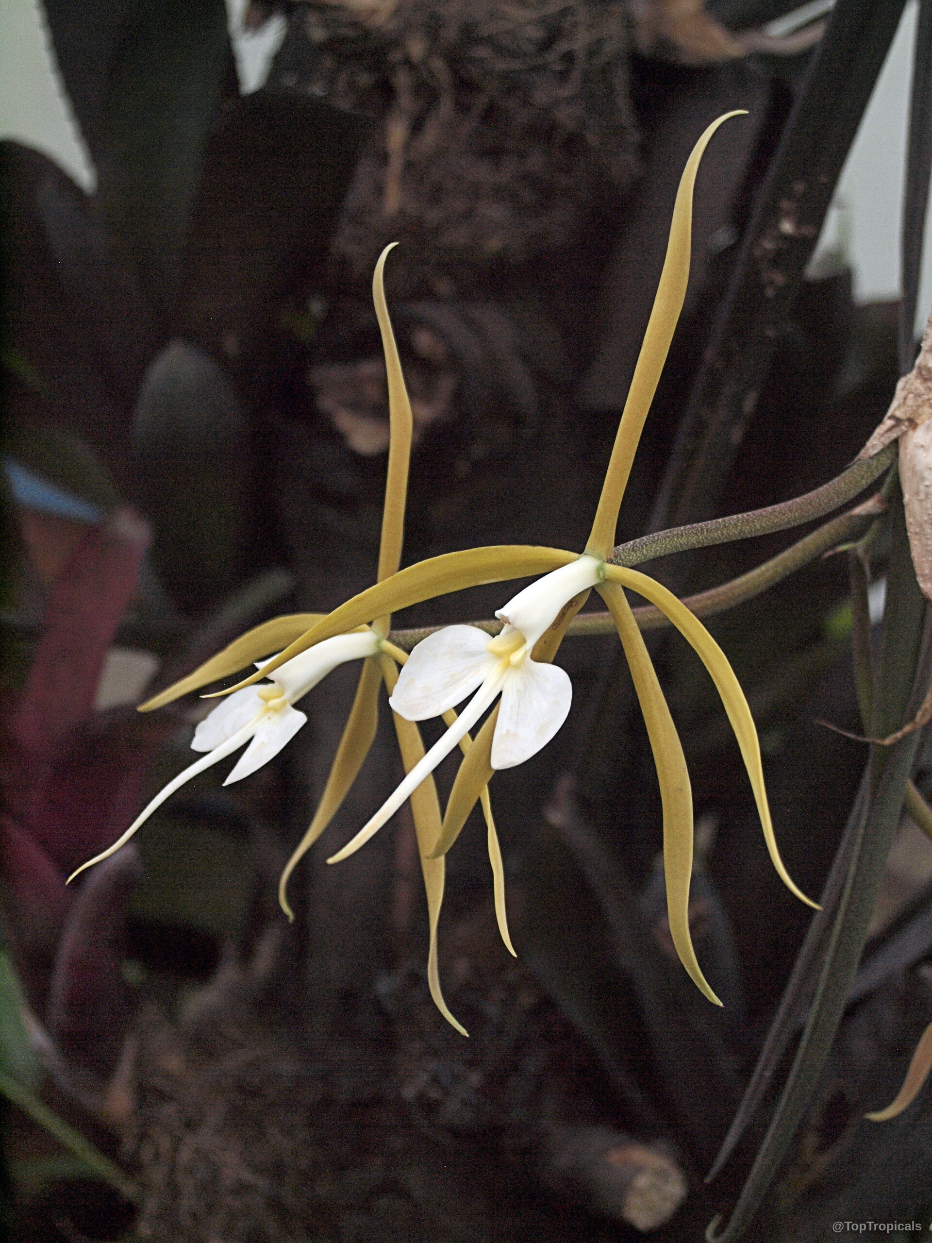 Epidendrum sp. (Reed Orchid) yellow and white flower stems extending outward from the main plant Epidendrum sp. (Reed Orchid) yellow and white flower close up on thin stem