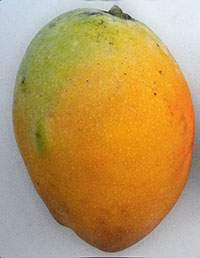 Mangifera indica - Pina Colada Mango, Grafted

Click to see full-size image