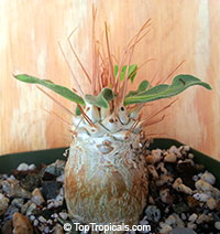 Pachypodium namaquanum, Pachypodium

Click to see full-size image
