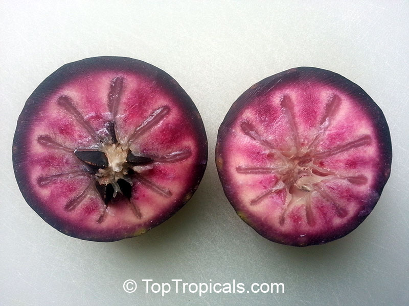 Caimito Star Apple fruit tree (Purple fruit), Chrysophyllum cainito