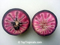 Caimito Star Apple fruit tree (Purple fruit), Chrysophyllum cainito

Click to see full-size image