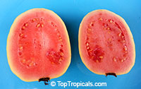 Guava Himalayan Pink, Psidium guajava - seeds

Click to see full-size image