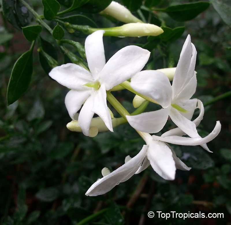 A jasmine flower from top, Jasmine flowers