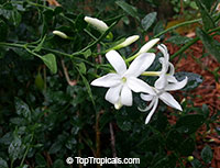 Jasminum sp., Dwarf White Jasmine, Jasmine Mini, Baby Jasmine

Click to see full-size image