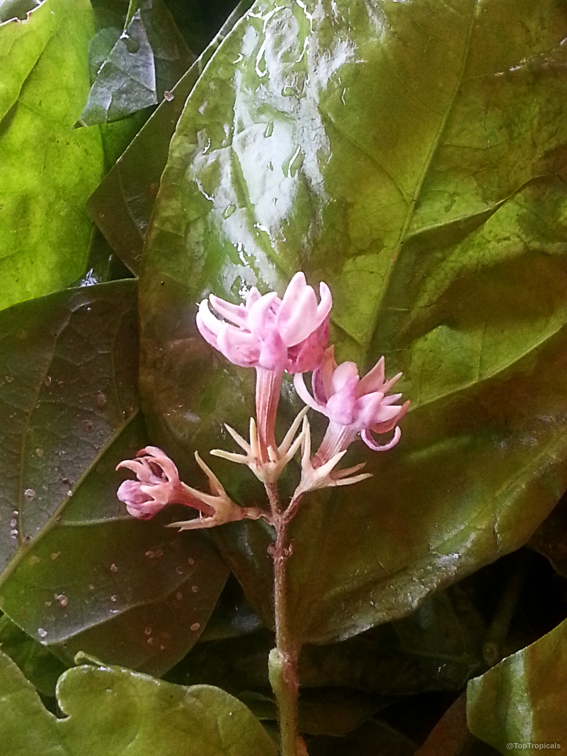 Jasminum sambac (Rosebud Jasmine) 'Malichat X Arabian Nights' with light pink flower and green leaves. Jasminum sambac (Rosebud Jasmine) 'Malichat X Arabian Nights' with light pink flower close up.