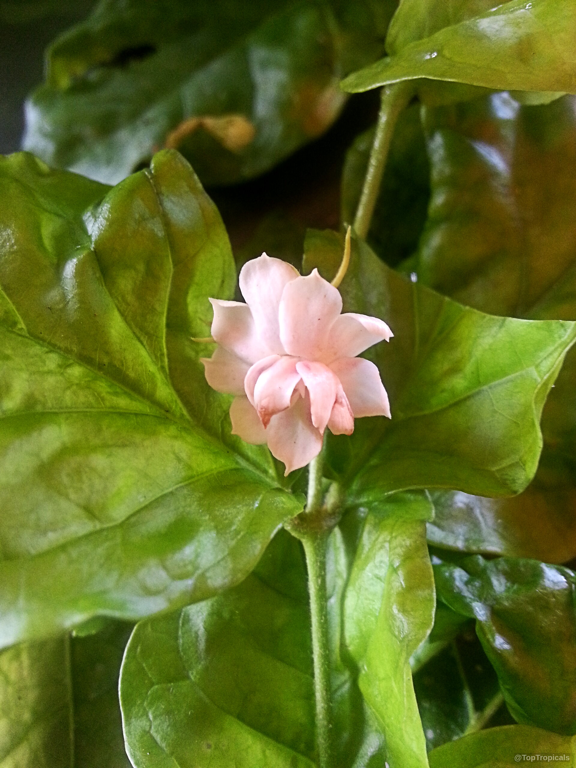 Jasminum sambac (Rosebud Jasmine) 'Malichat X Arabian Nights' pale pink flower among thick green leaves. Jasminum sambac (Rosebud Jasmine) 'Malichat X Arabian Nights' pale pink flower close up.
