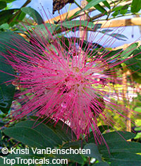 Calliandra surinamensis, Surinam Powder Puff, Pink Powder Puff, Surinamese Stickpea, Officiers-kwast

Click to see full-size image