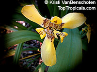 Neomarica longifolia, Trimezia martinicensis, Yellow Walking Iris, Apostle Plant, Martinique trimezia

Click to see full-size image