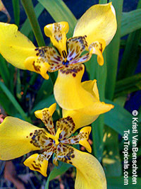 Neomarica longifolia, Trimezia martinicensis, Yellow Walking Iris, Apostle Plant, Martinique trimezia

Click to see full-size image