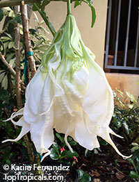 Brugmansia hybrid White, Angels Trumpet

Click to see full-size image