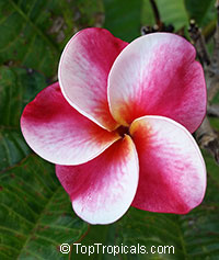 Plumeria Elsee, grafted

Click to see full-size image