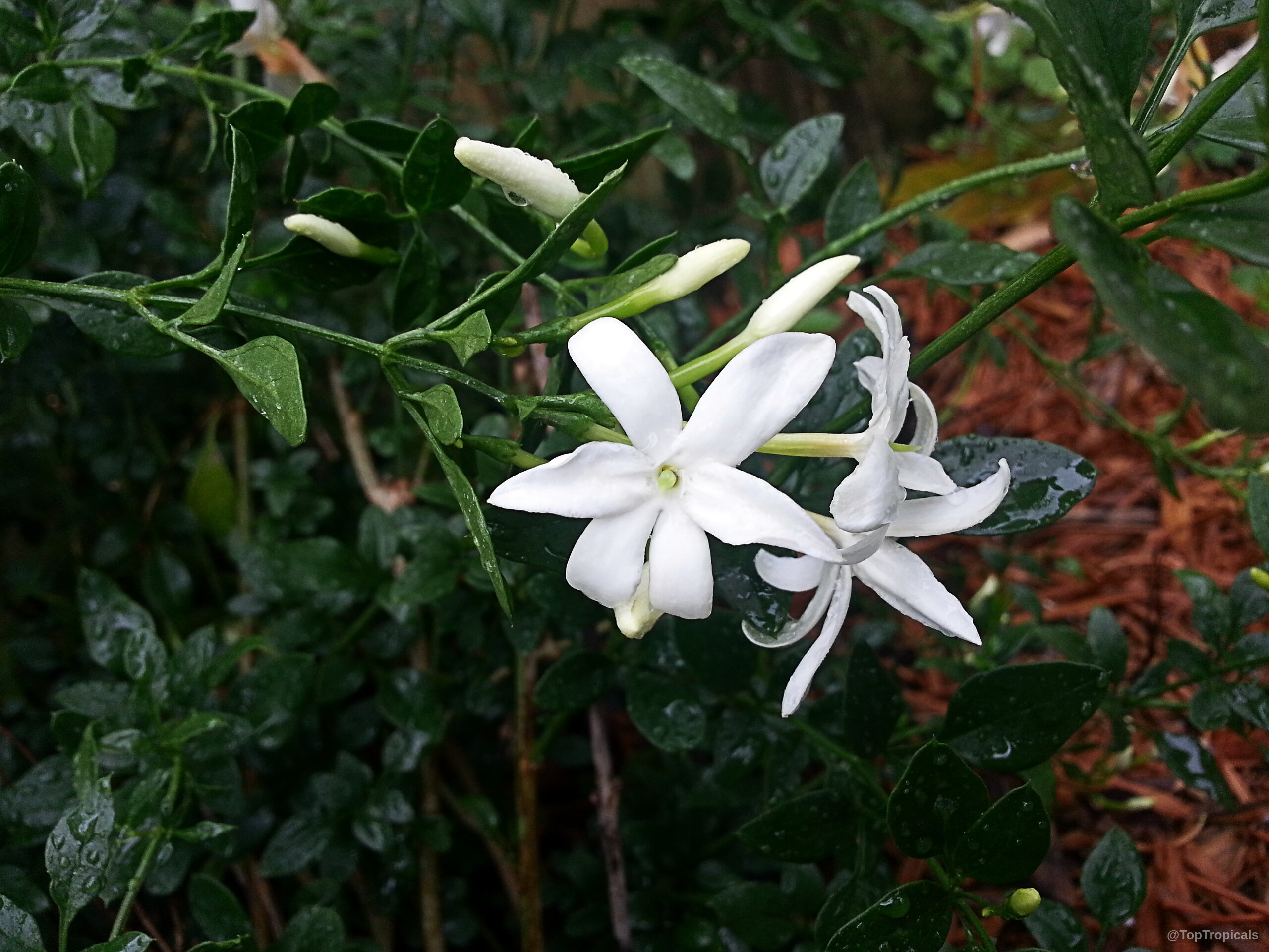 Jasminum sp. (Dwarf White Jasmine) white flower with slender petals opening among deep green foliage. Jasminum sp. (Dwarf White Jasmine) white flower close up on a green leafy branch