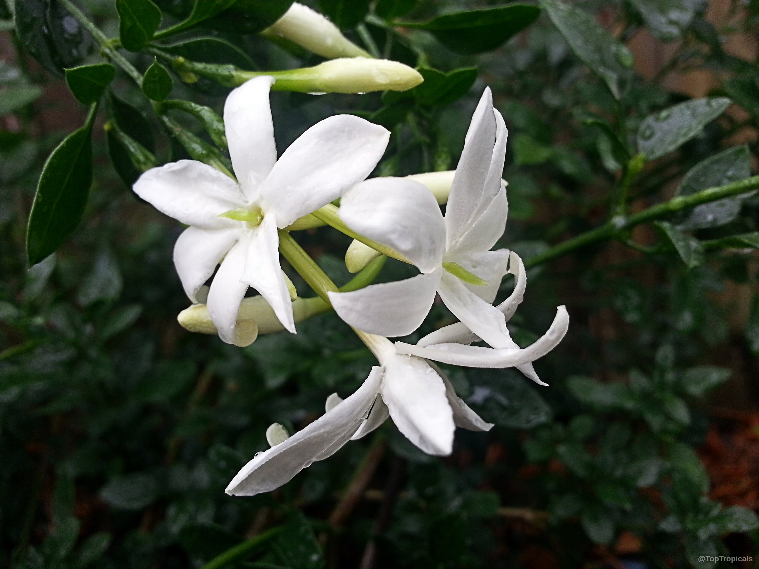 Jasminum sp. (Dwarf White Jasmine) with white star-shaped petals on small green stems and leaves. Jasminum sp. (Dwarf White Jasmine) with white petals on a close up flower image
