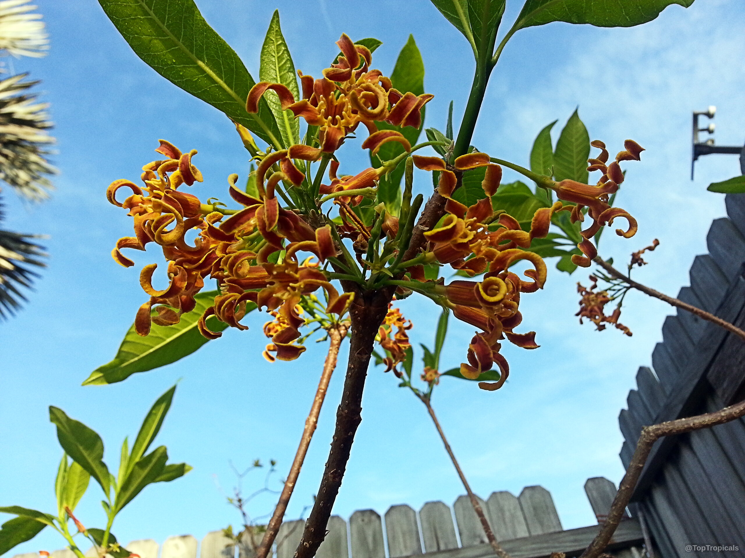 Strophanthus boivinii (Wood Shaving Flower) cluster of twisted orange petals on a branch Strophanthus boivinii (Wood Shaving Flower) orange twisted flower cluster close up