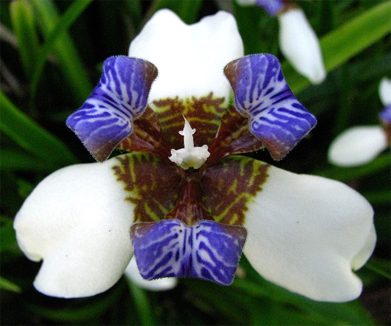Neomarica gracilis - African Iris