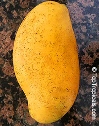 Mango tree Kesar, Grafted (Mangifera indica)

Click to see full-size image