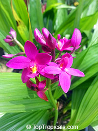 Spathoglottis Purple Passion (Grapette) - Krakatau Ground Orchid