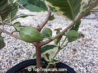 Psidium guajava variegata, Honeymoon Guava, Honey Moon, Variegated Guajava

Click to see full-size image