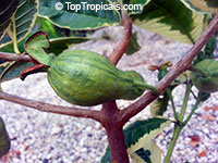 Psidium guajava variegata, Honeymoon Guava, Honey Moon, Variegated Guajava

Click to see full-size image