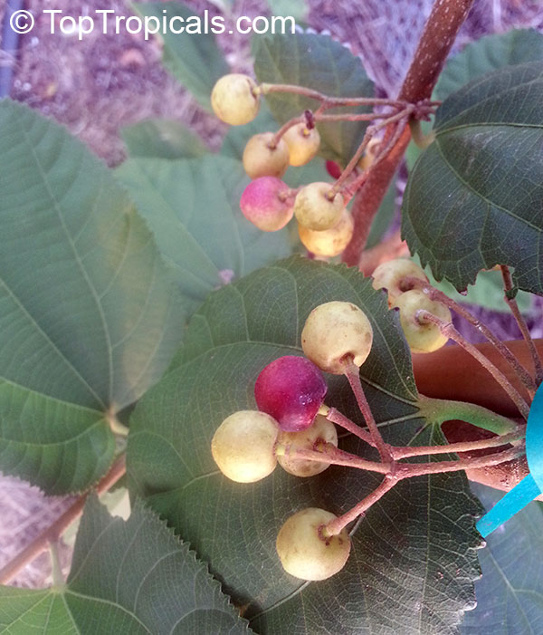 Grewia asiatica, Grewia subinaequalis, Phalsa, Falsa, Sherbet Berry