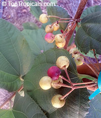 Grewia asiatica, Grewia subinaequalis, Phalsa, Falsa, Sherbet Berry

Click to see full-size image