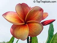 Plumeria Thong Taweechok

Click to see full-size image