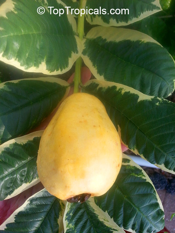 Guava tree Variegated Honey Moon, Psidium guajava