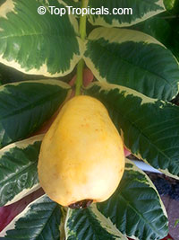 Guava tree Variegated Honey Moon, Psidium guajava

Click to see full-size image