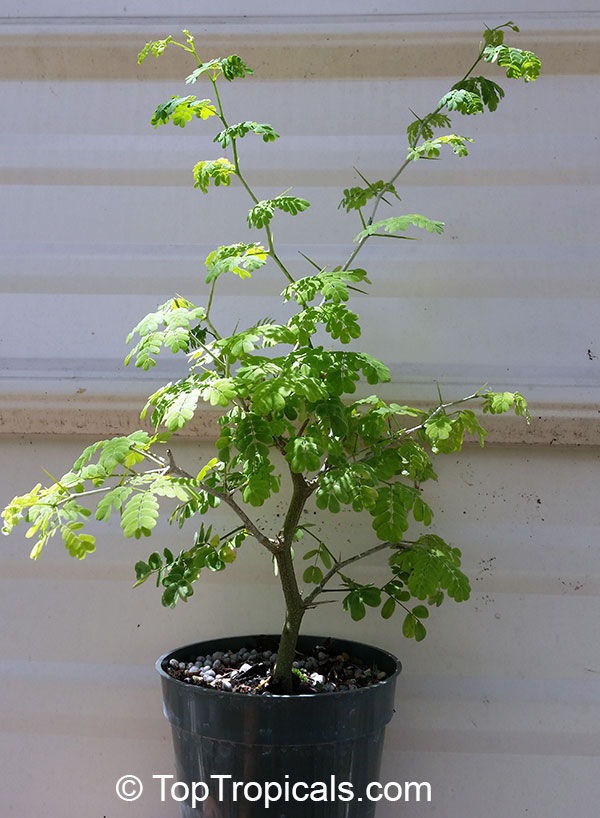 Pithecellobium (Chloroleucon) tortum - Brazilian Raintree