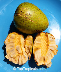 Annona sp., Golden Sugar Apple, Pineapple Sugar Apple, Honey Sugar Apple

Click to see full-size image