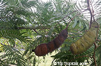 Anadenanthera colubrina, Vilca, Huilco, Huilca, Wilco, Willka, Cebil, Angico